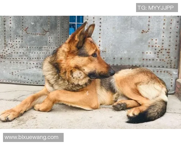 足球明星与爱犬的欢乐时光精彩瞬间集锦视频分享